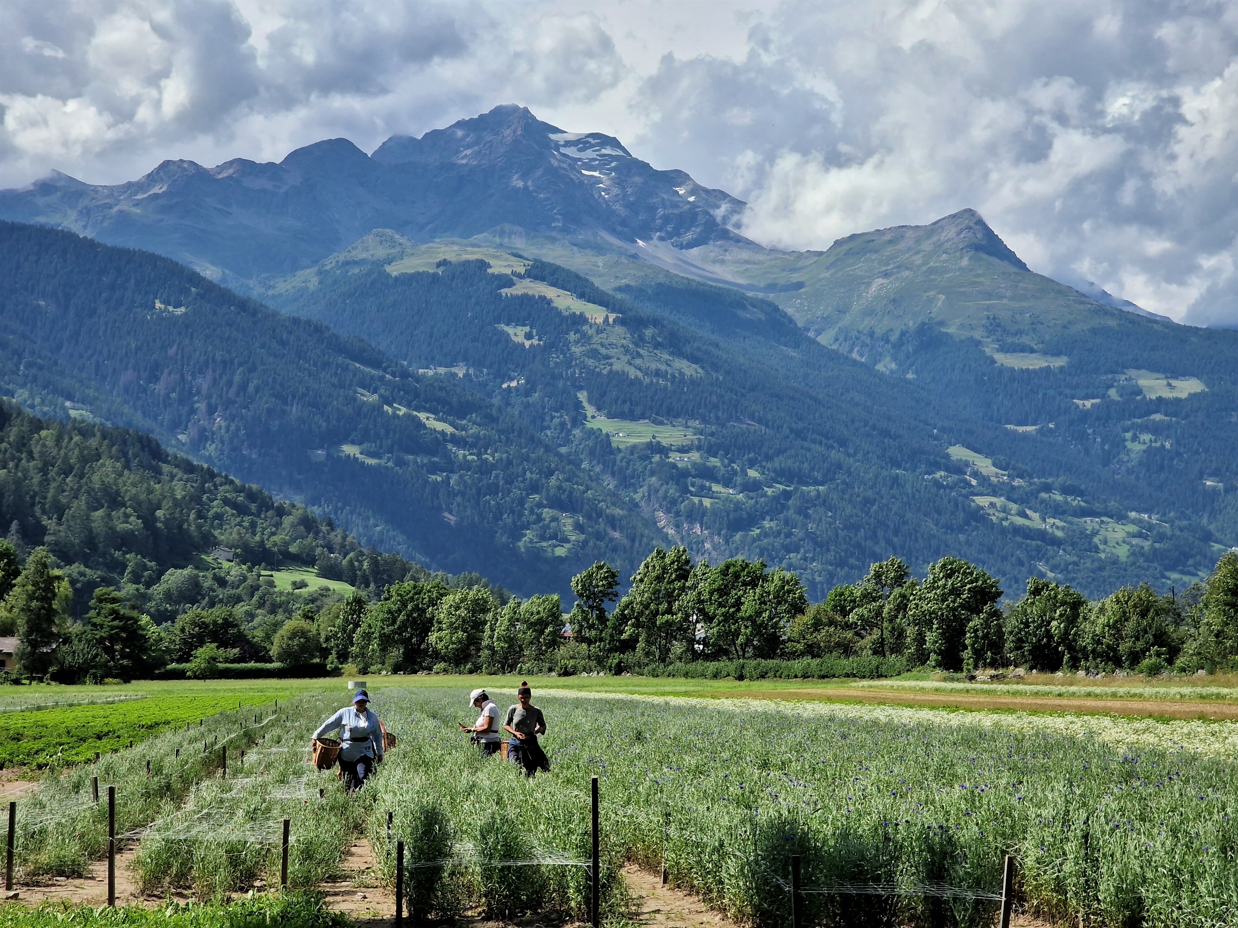 Kräuterfelder Raselli Valposchiavo