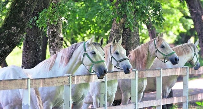 Slowenien horses