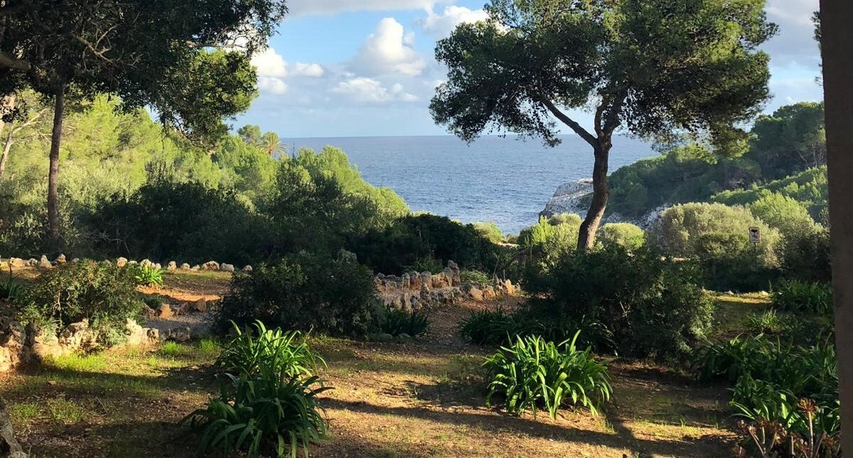 Mallorca mit Meer und Baum