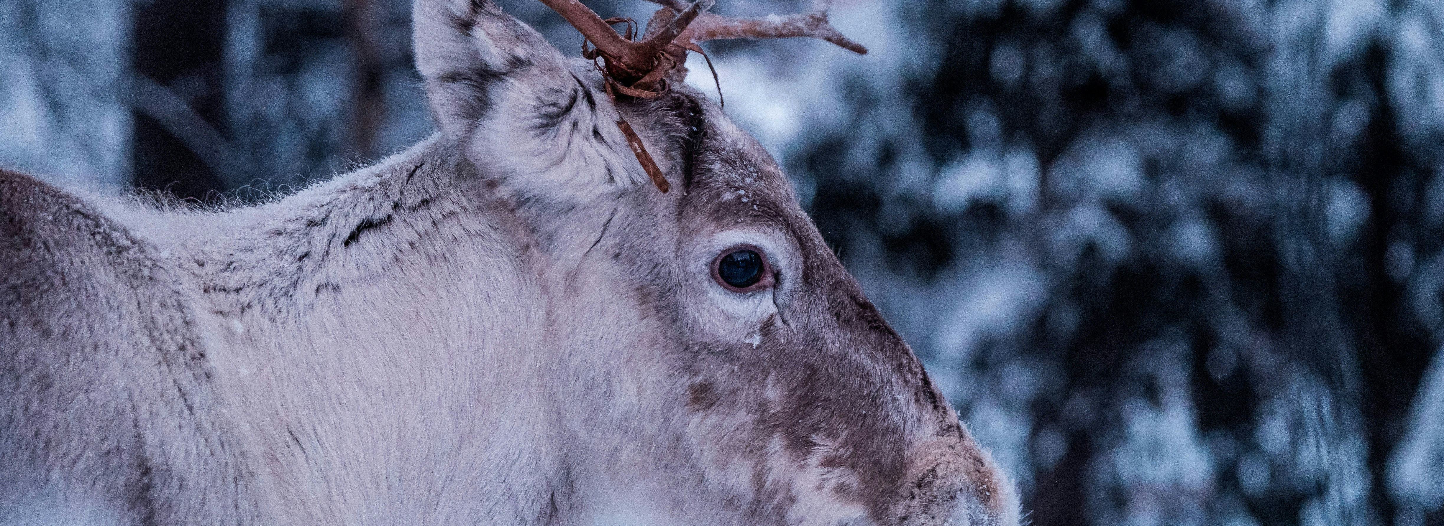 Nordlichtzauber Rentier