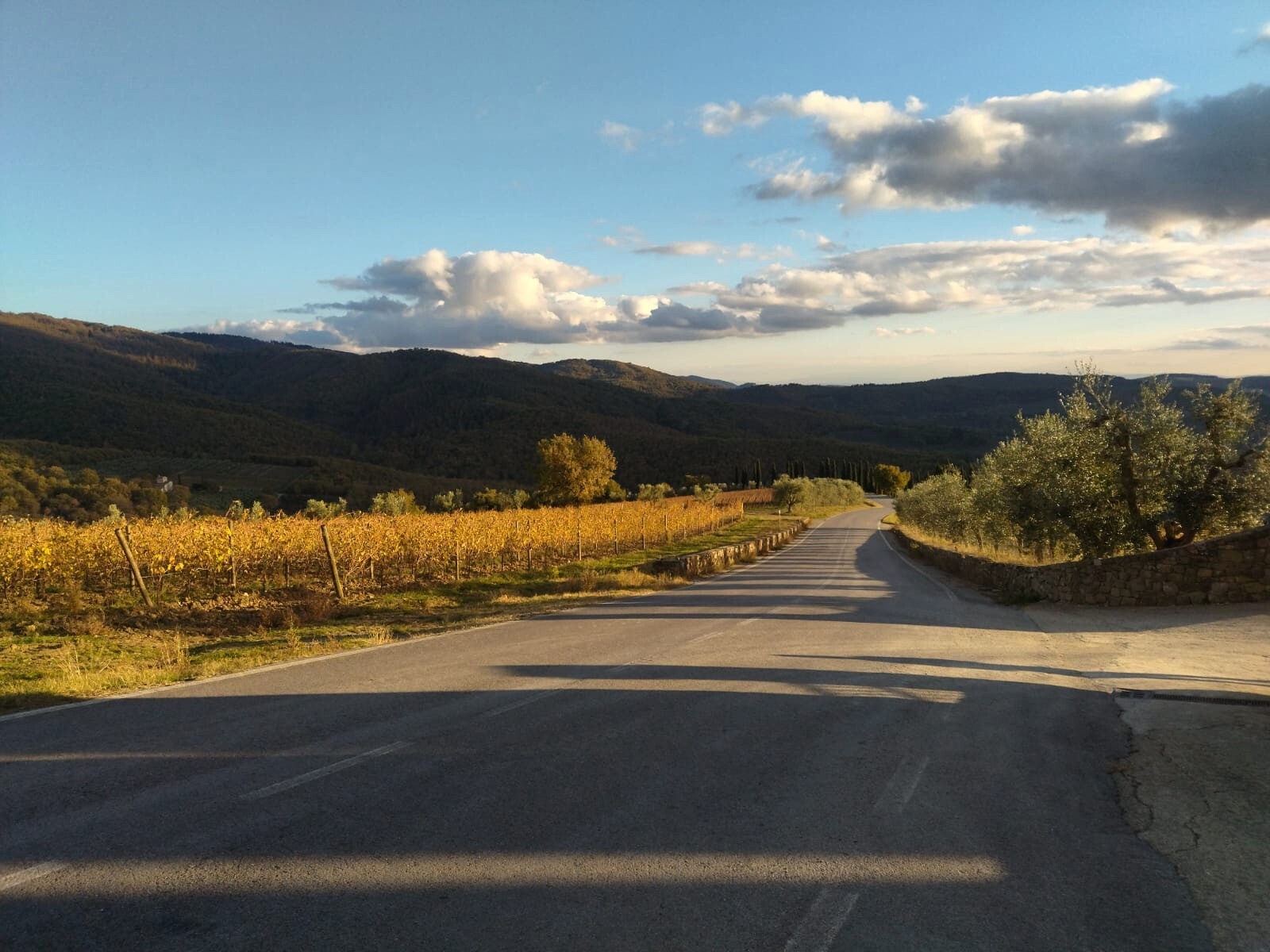 Weinreben im Chiantigebiet