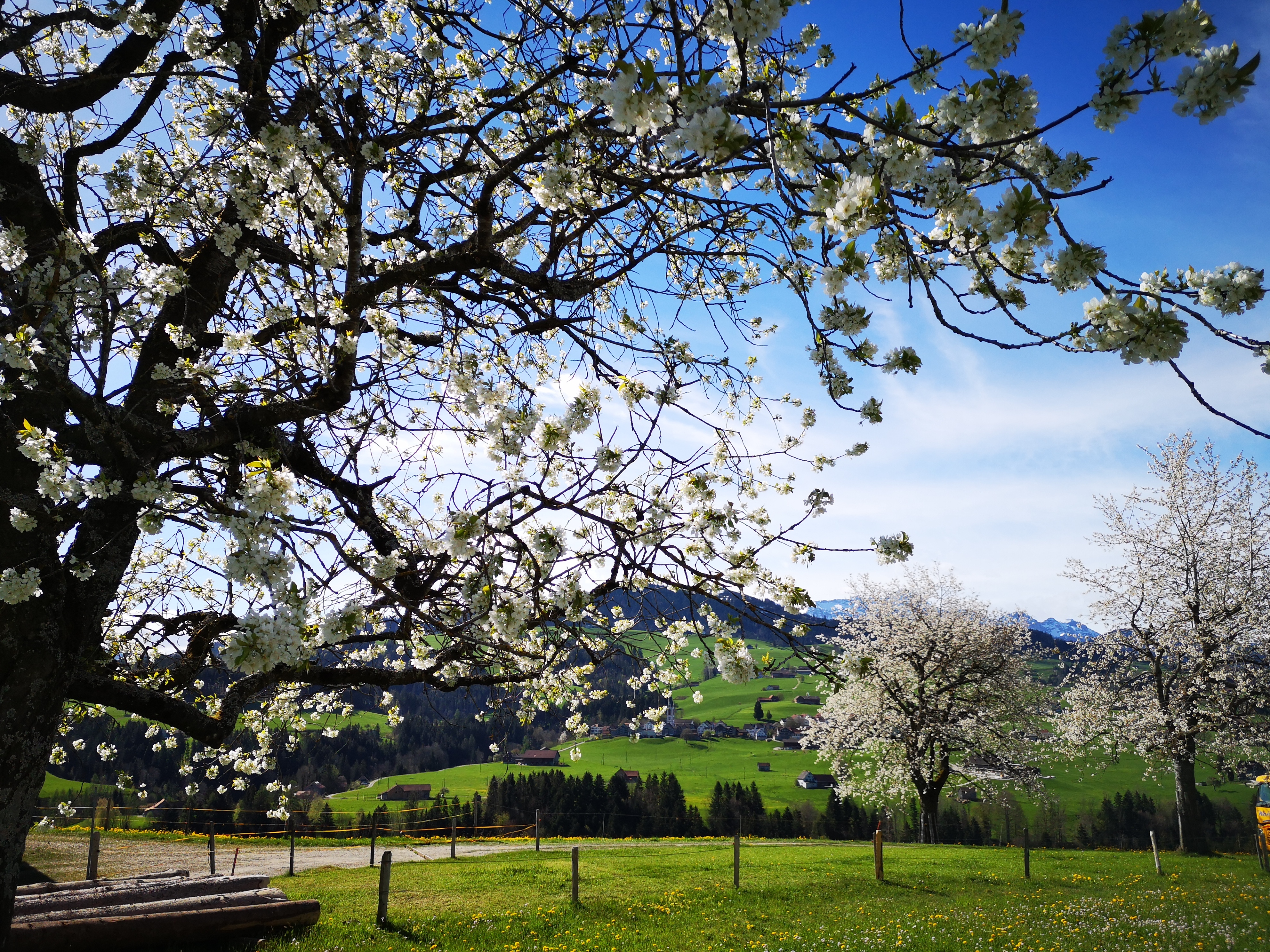 Ramsauer Bluestfahrt