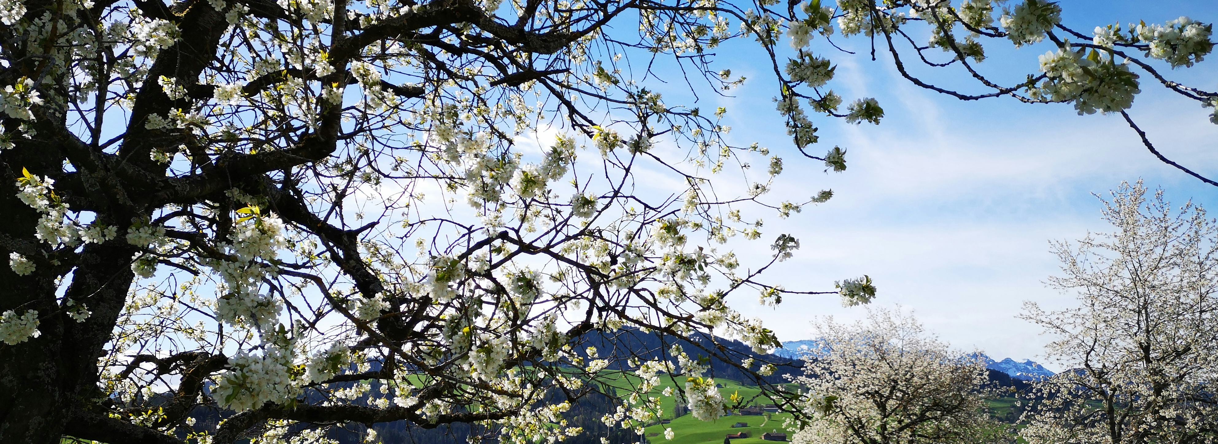 Ramsauer Bluestfahrt