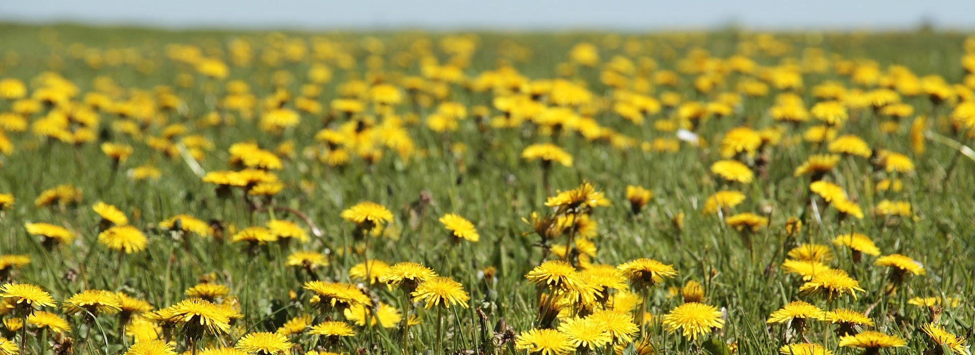 Löwenzahn Bluestfahrt Ramsauer Carreisen GmbH
