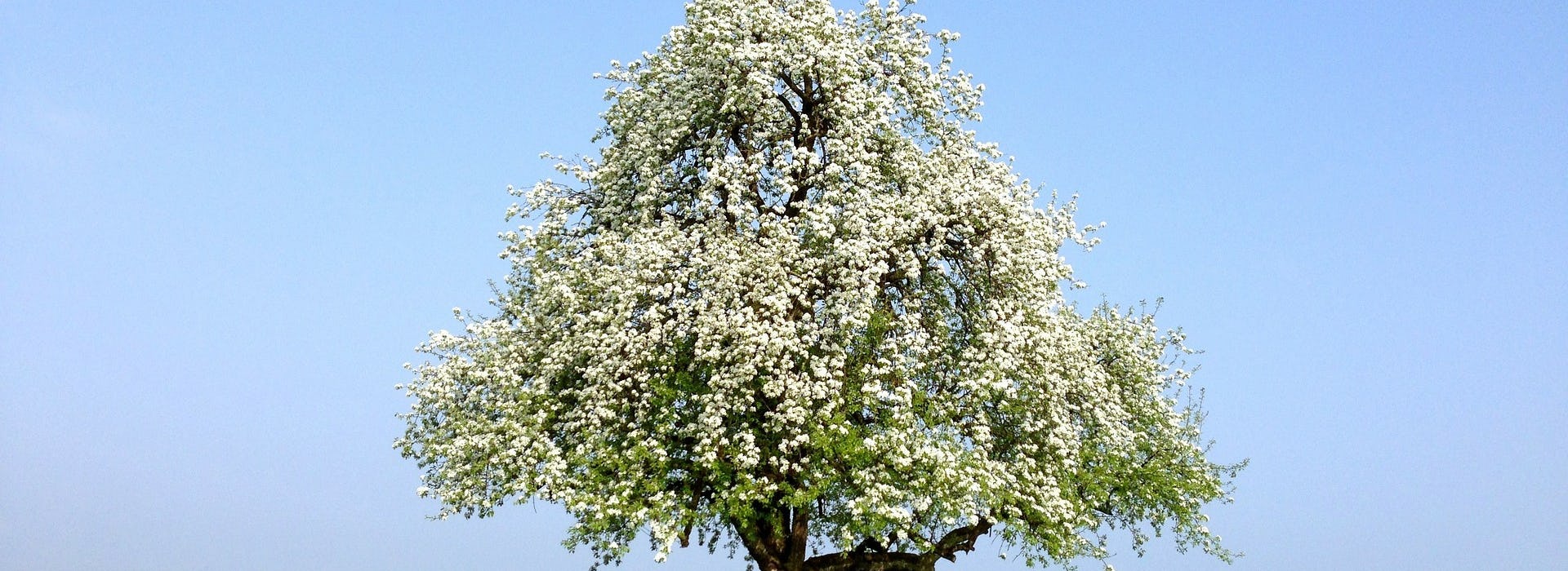 Baum Frühling Ramsauer Carreisen GmbH Bluestfahrt