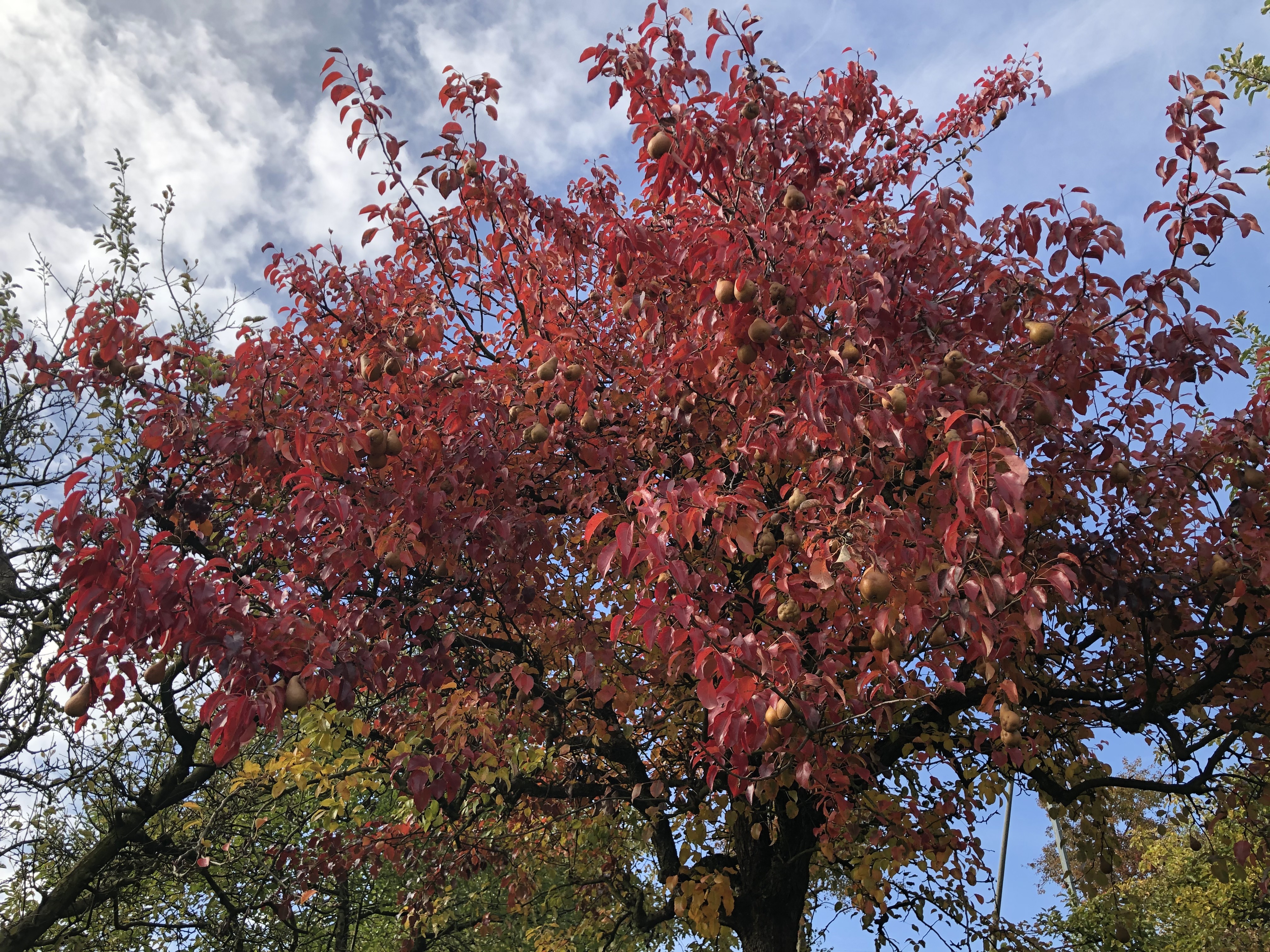 Herbst Baum