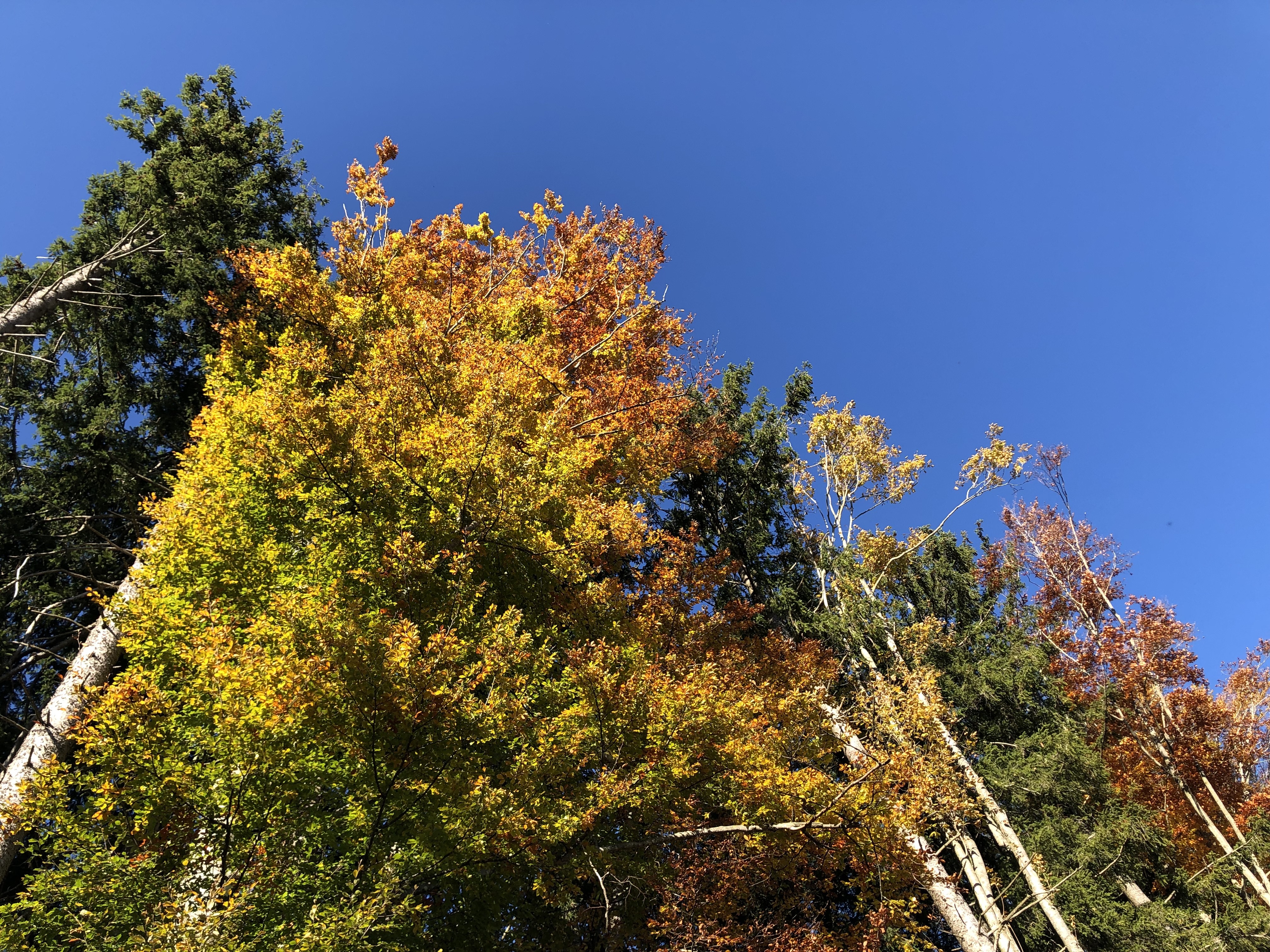 Herbstwald mit bunten Farben