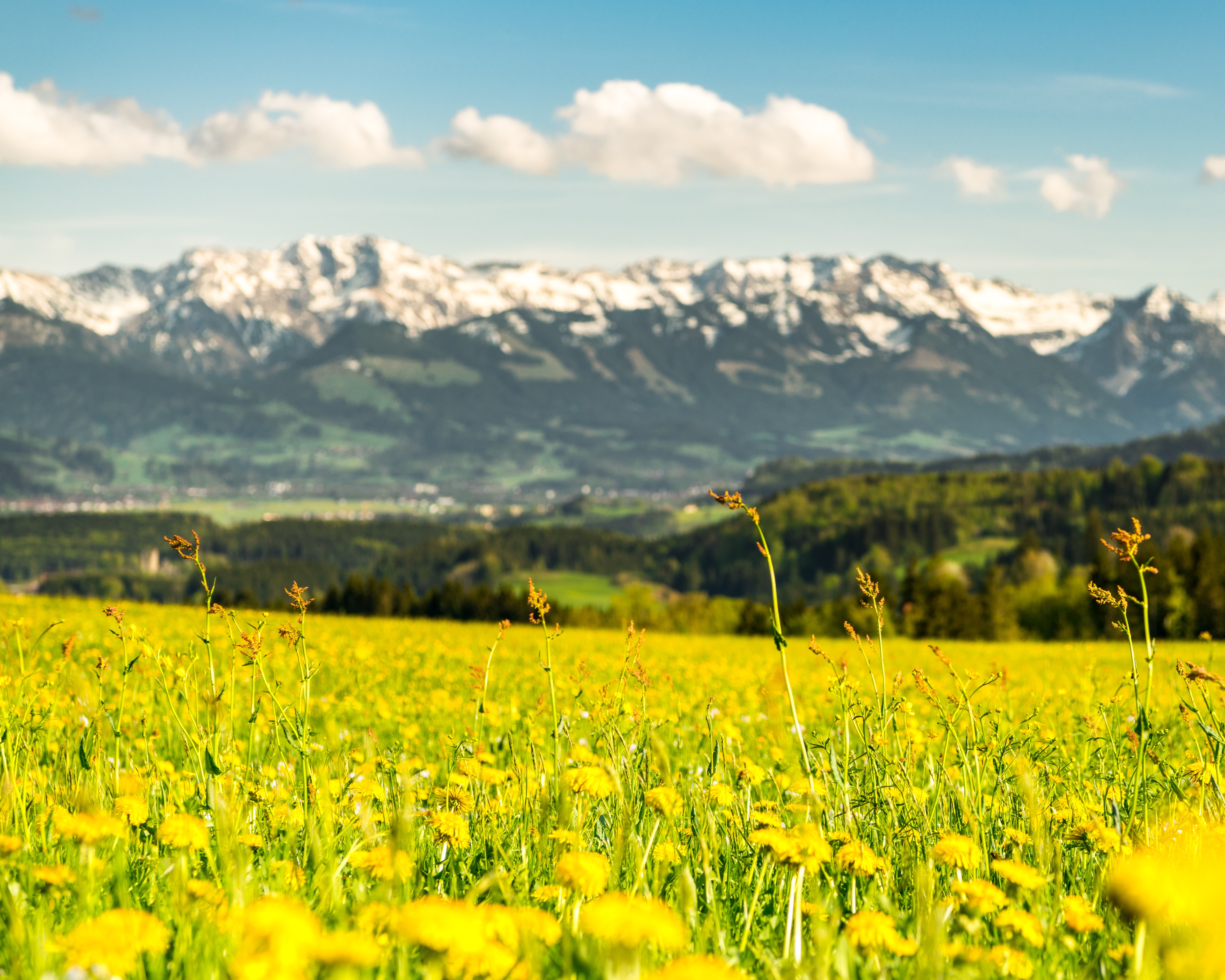 Knottenried bei Immenstadt Frühlingswiese Löwenzahn 1 Allgäu Gmb H Erika Spengler