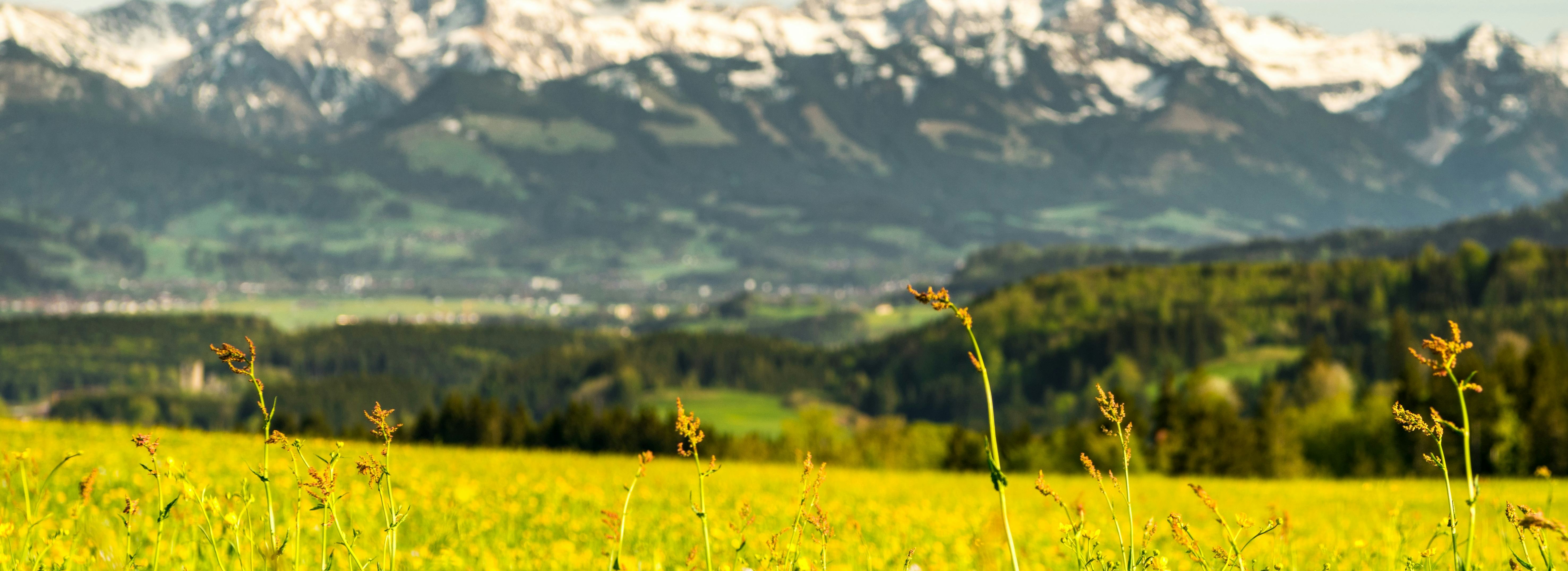 Knottenried bei Immenstadt Frühlingswiese Löwenzahn 1 Allgäu Gmb H Erika Spengler
