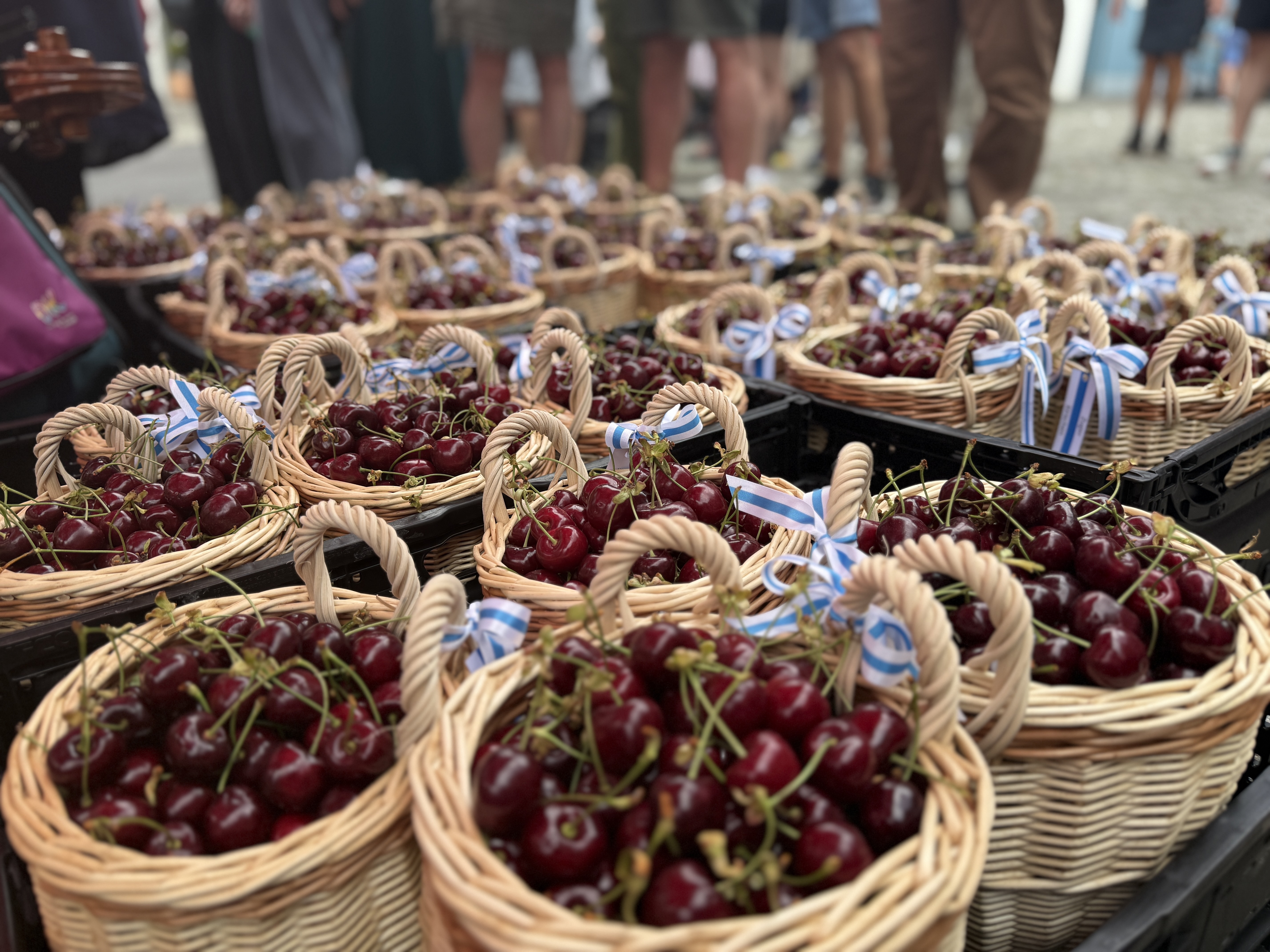Kirschen im Körbli in Zug