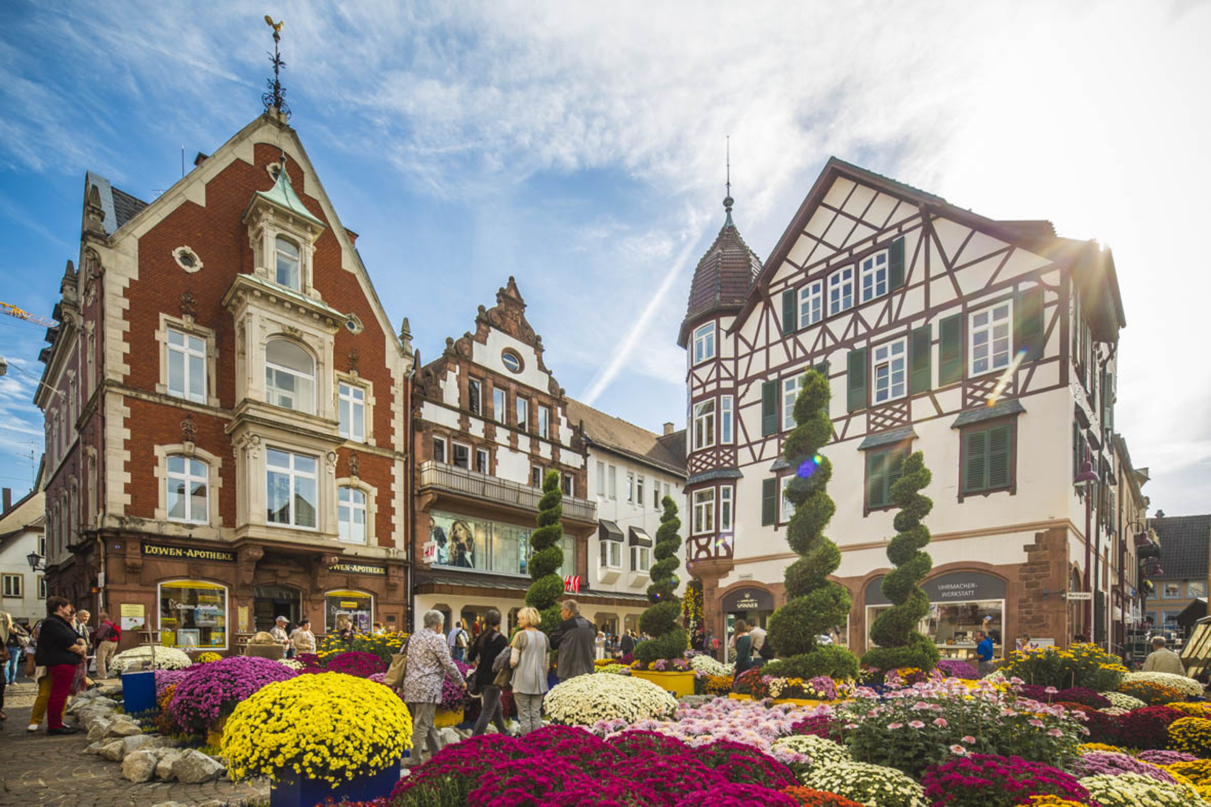 Sonnenplatz Chrysanthema in Lahr