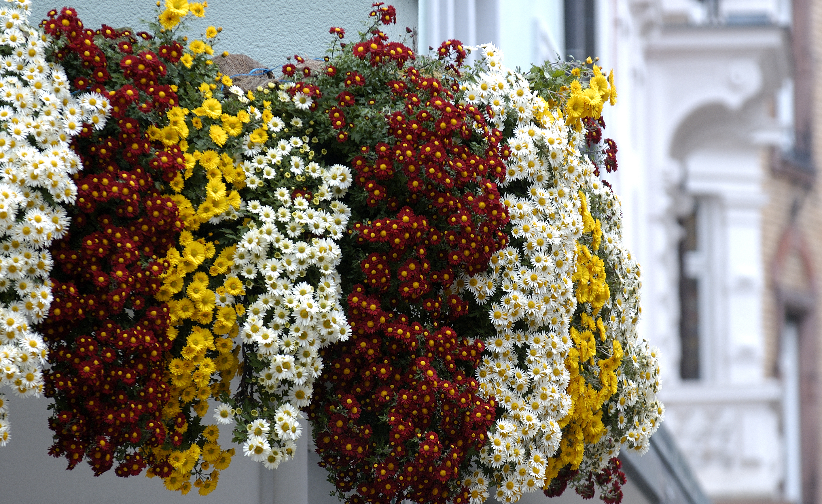 Chrysanthema Kaskade 1