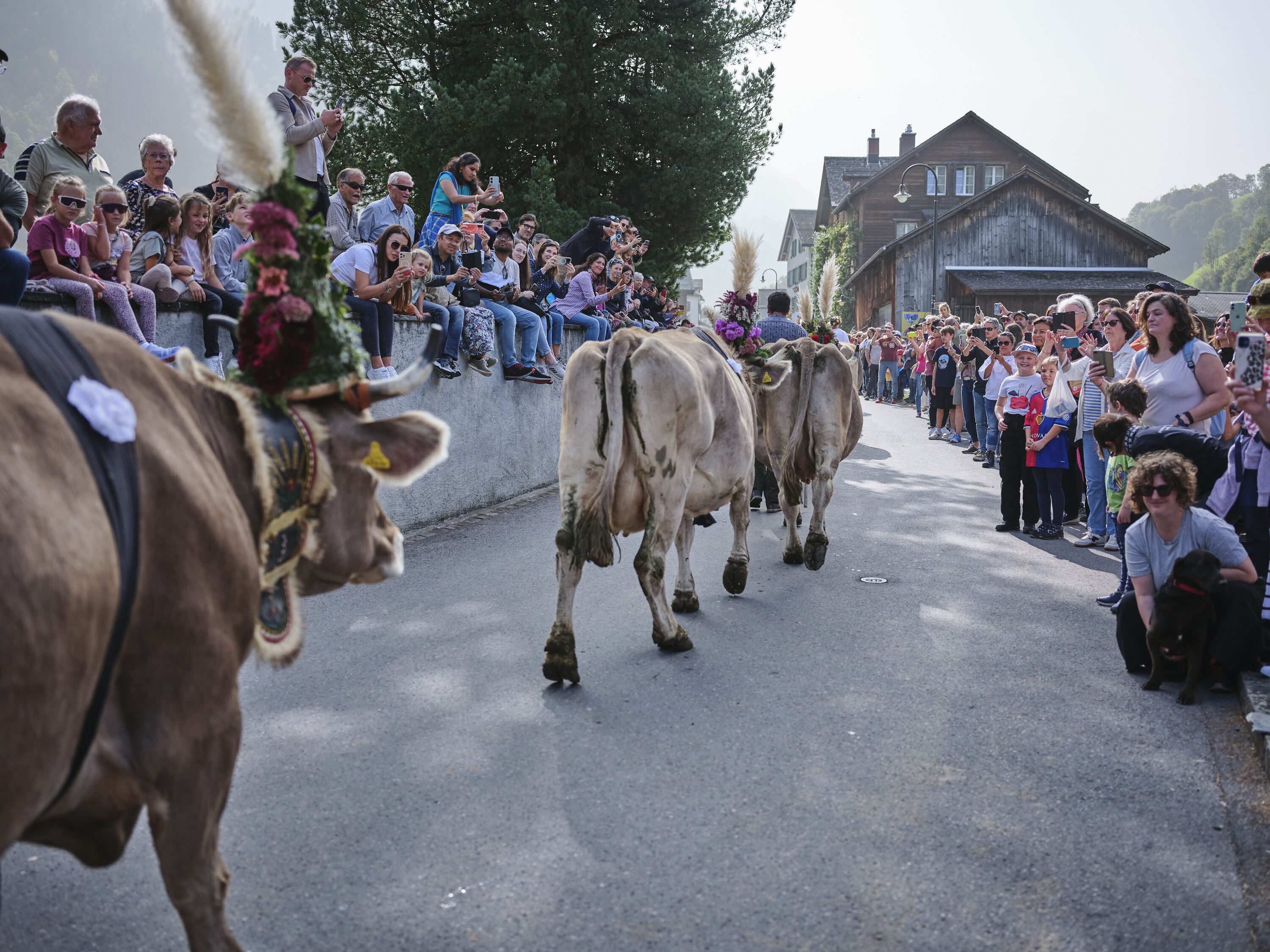 Alpchaesmaert elm gh 1855