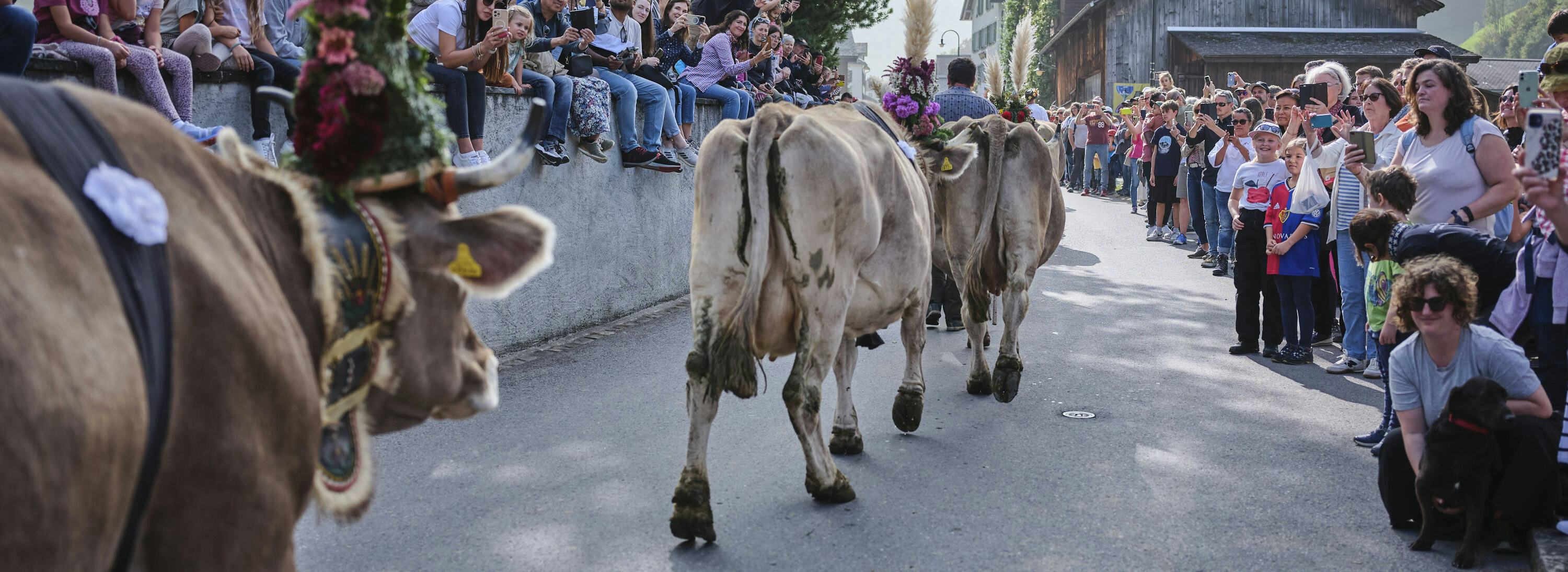 Alpchaesmaert elm gh 1855