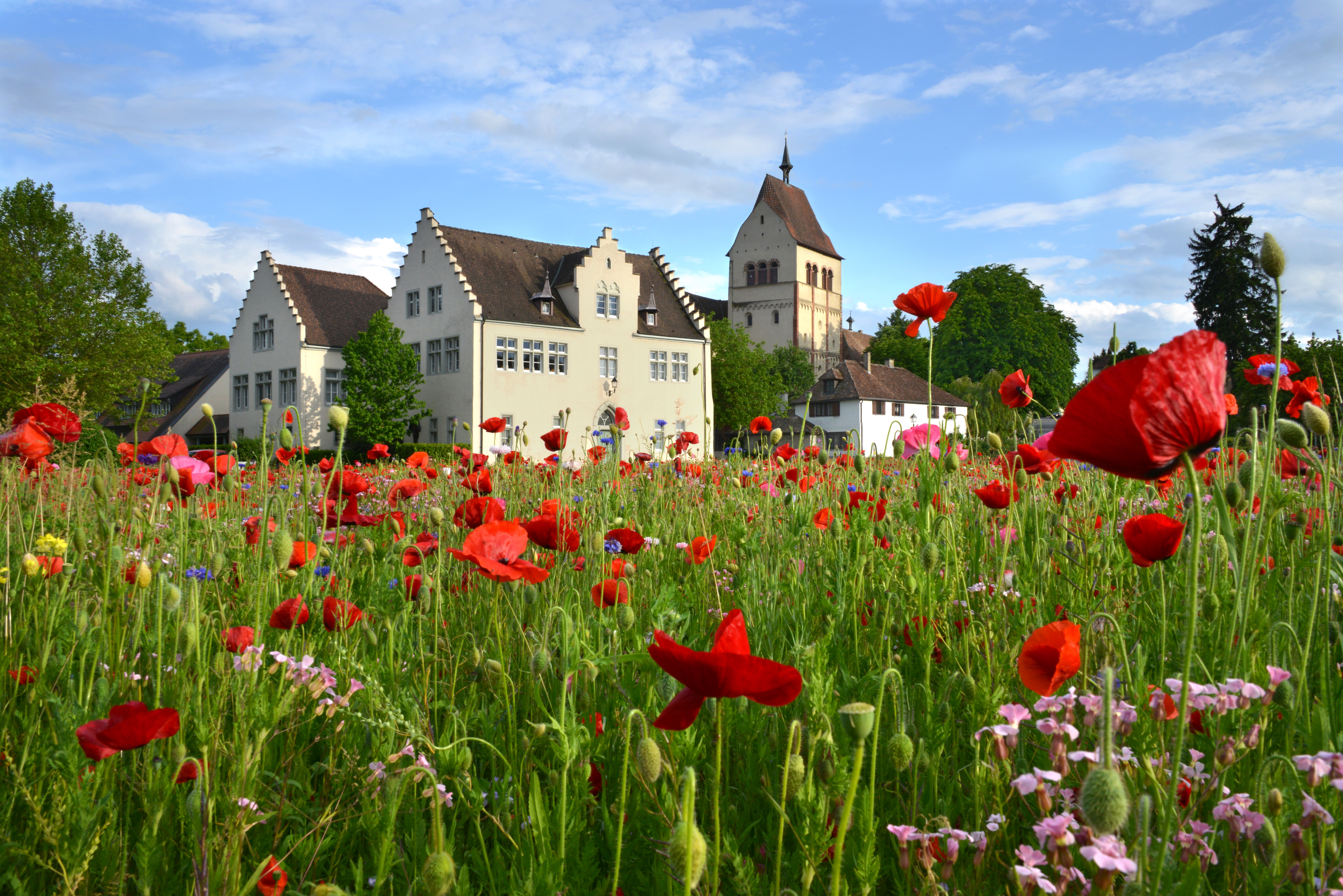 Insel Reichenau Münster mit Mohnwiese Foto Theo Keller