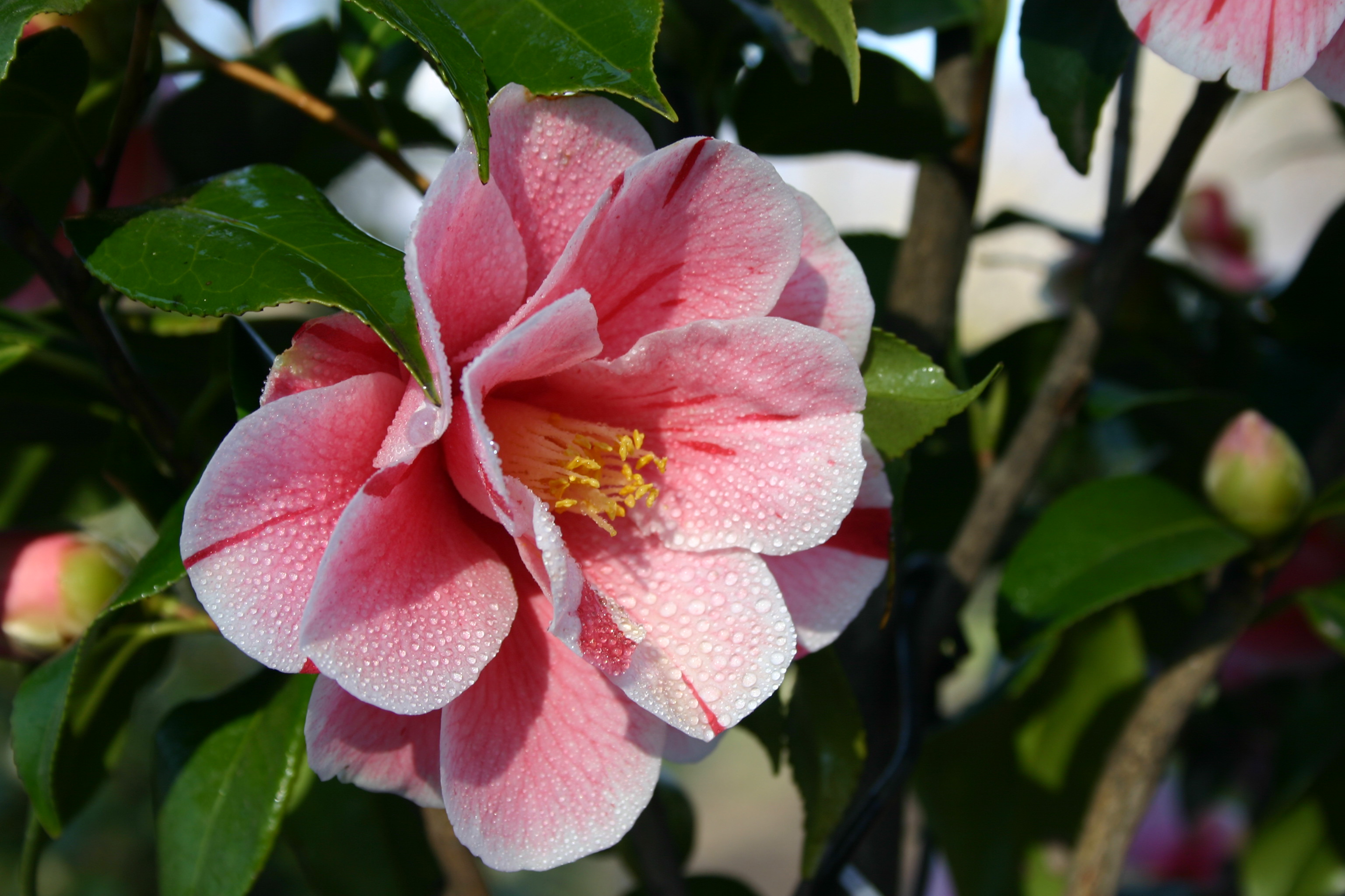 Kamelienpark Locarno Kamelienblüte rosarot
