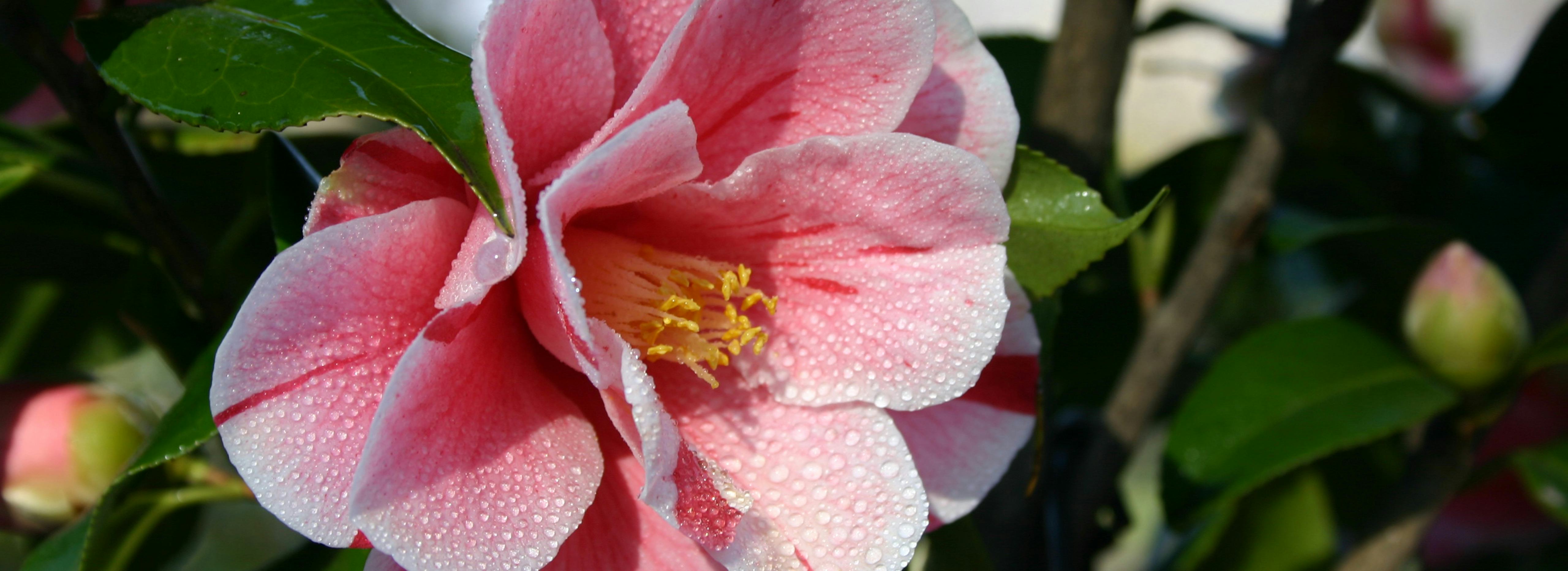 Kamelienpark Locarno Kamelienblüte rosarot