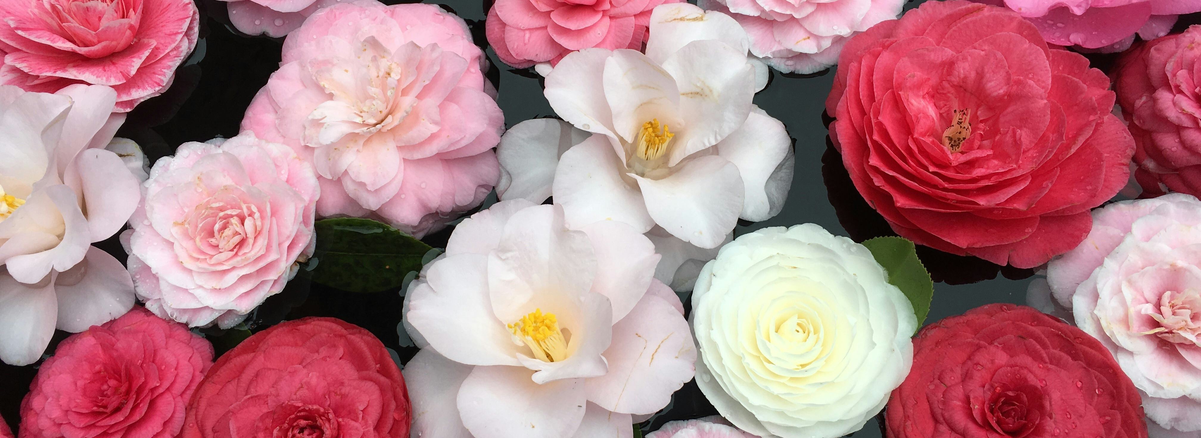 Kamelienpark Locarno Kamelienblüten im Wasser