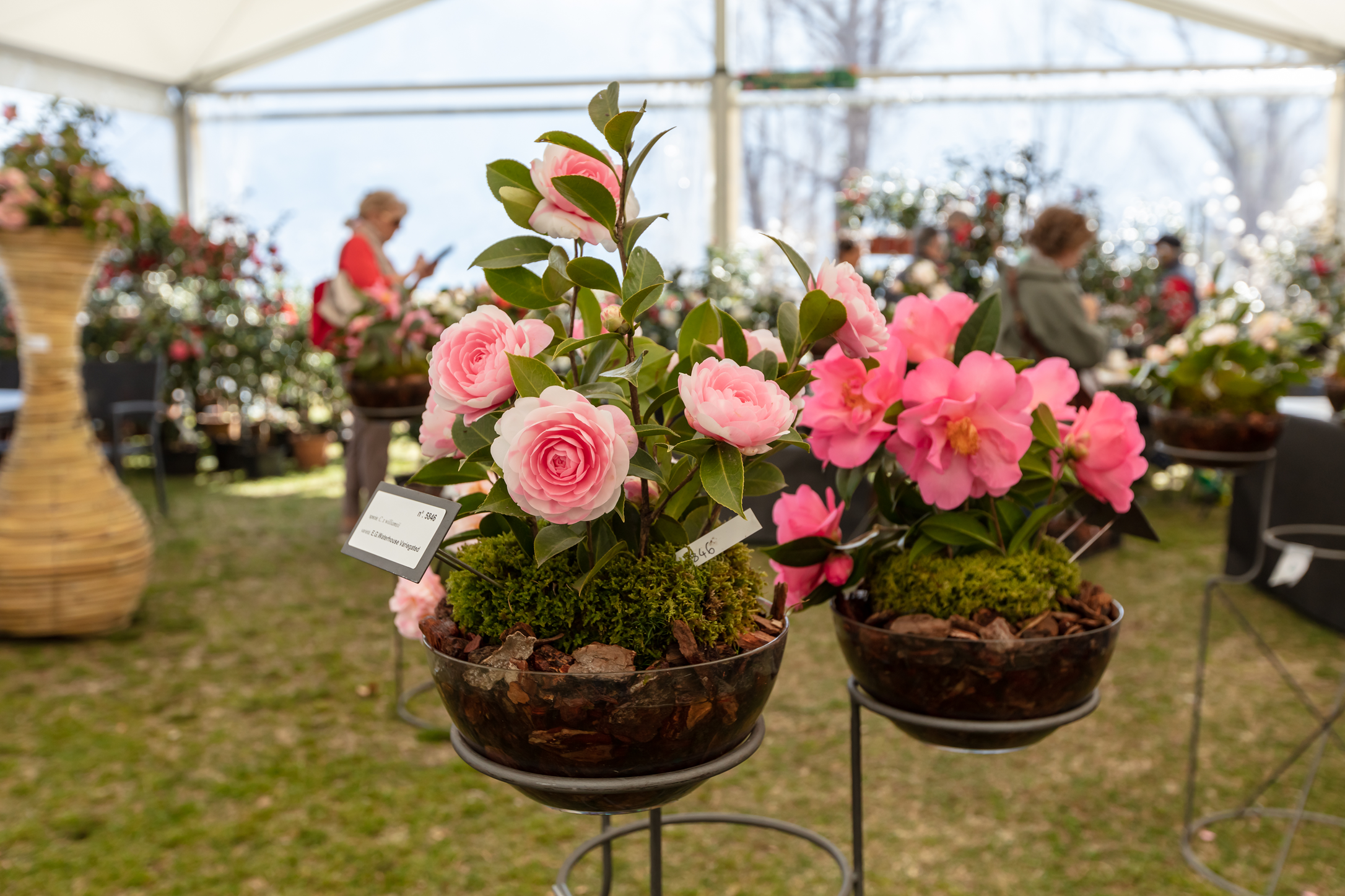 Kamelienpark Locarno Kamelienblütengestecke