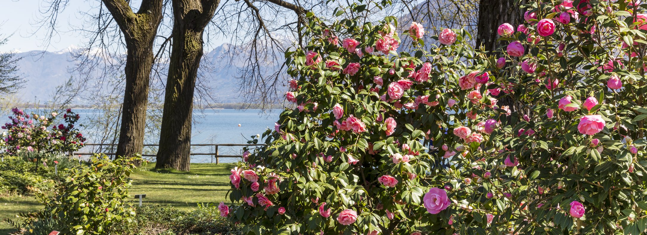 Kamelienpark Locarno Seesicht rosa Blüten