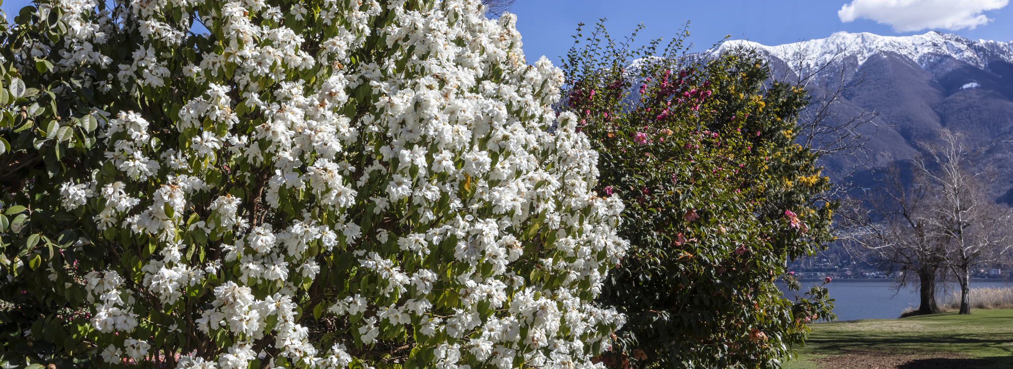 Kamelienpark Locarno mit Seesicht