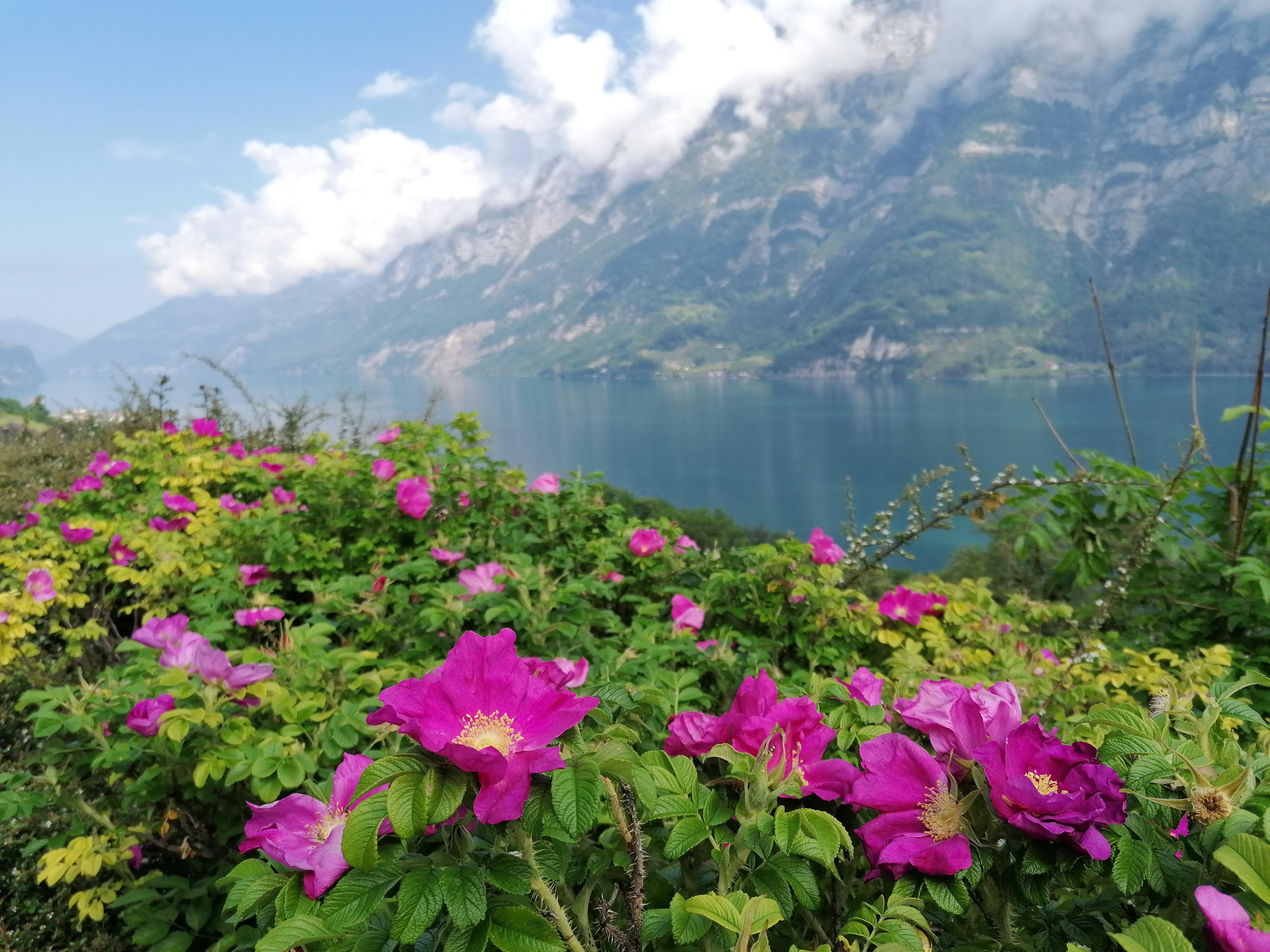 Walensee mit Churfirsten und Blumen