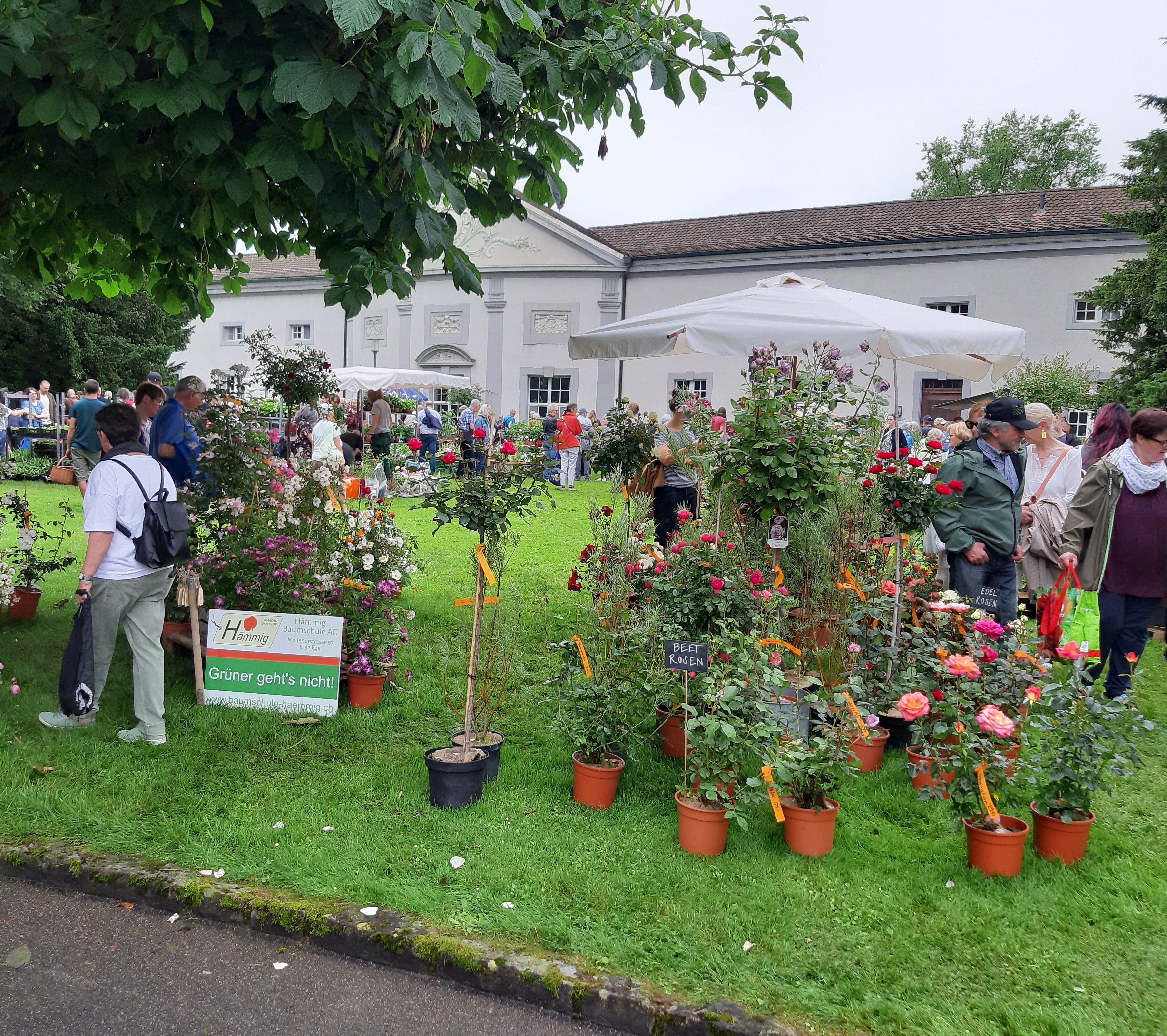 Pflanzenraritätenmarkt Rosen